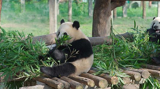 4k动物园熊猫吃竹子睡觉视频的预览图