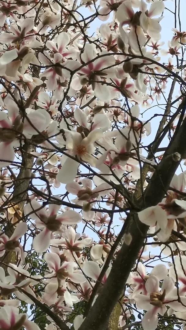 满树欢春花的实拍视频的预览图
