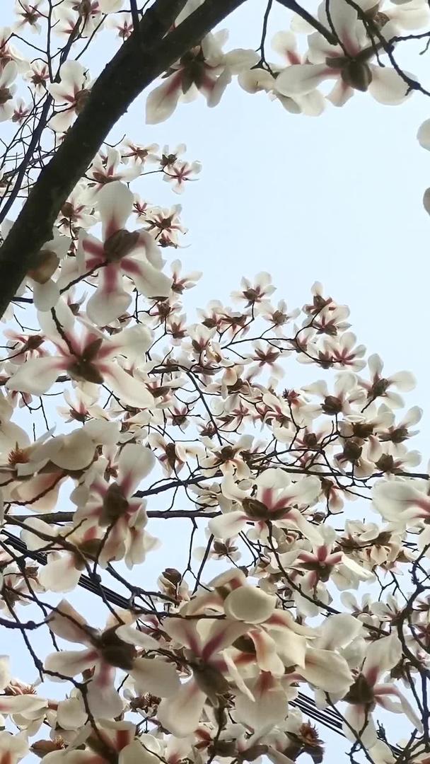 满树欢春花的实拍视频的预览图