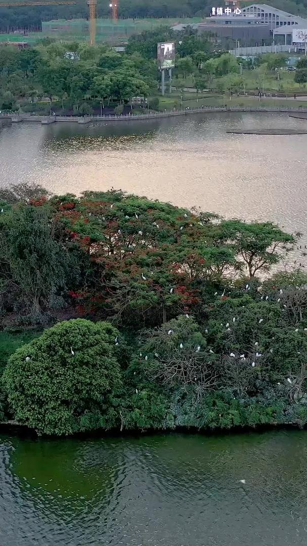 航拍湖中心的小岛视频的预览图