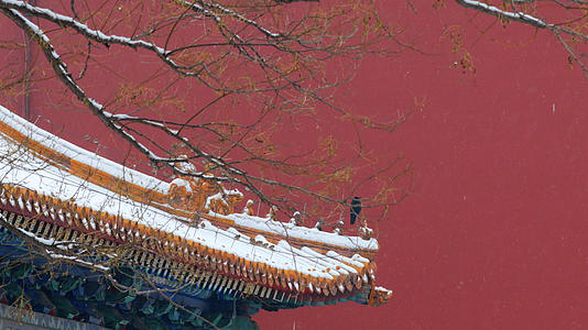 4k下雪时唯美的故宫紫禁城视频的预览图