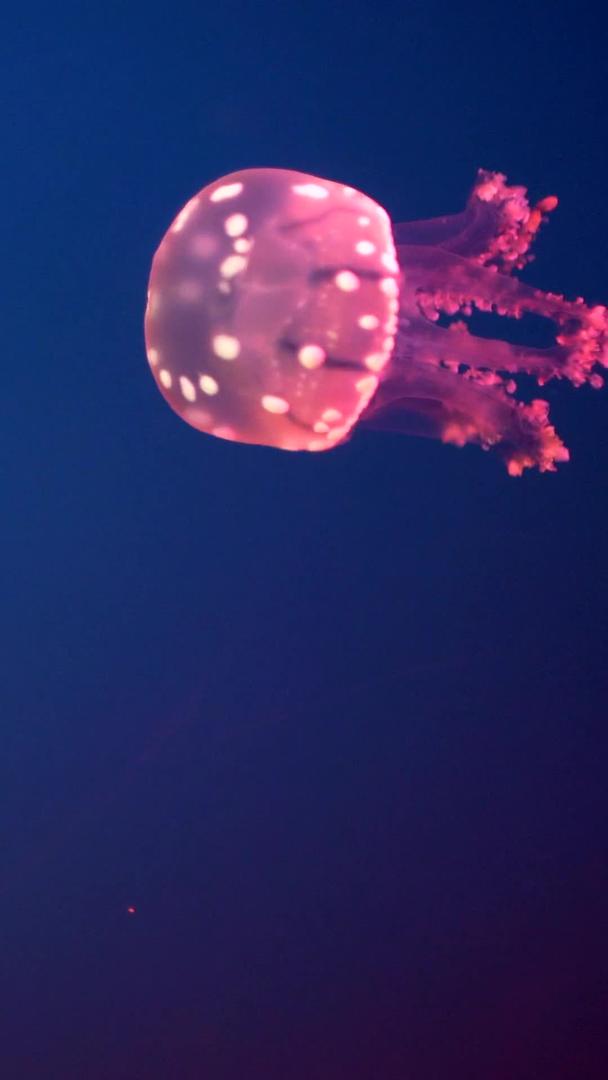水母秘密的海底拍摄视频的预览图