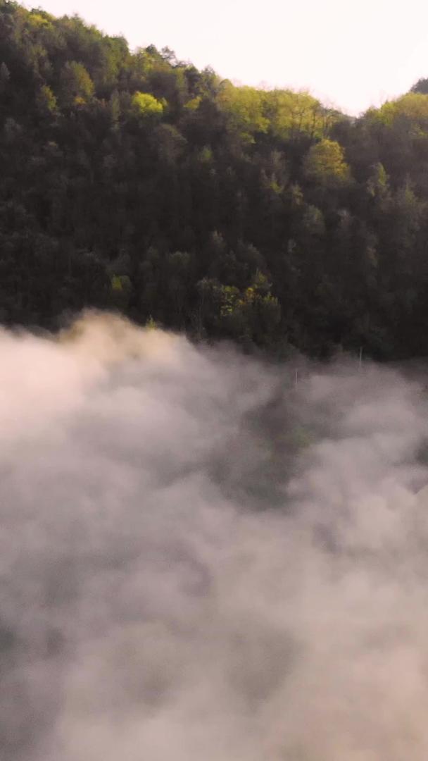 大山深处的云海航拍云海视频的预览图