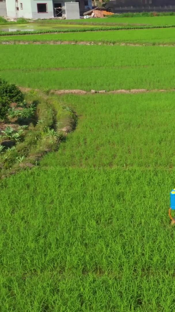 【农业宣传片】广西航拍桂林稻田合集视频的预览图