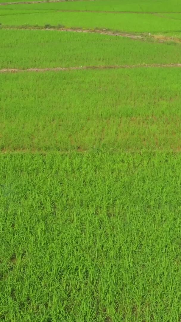 【农业宣传片】广西航拍桂林稻田合集视频的预览图