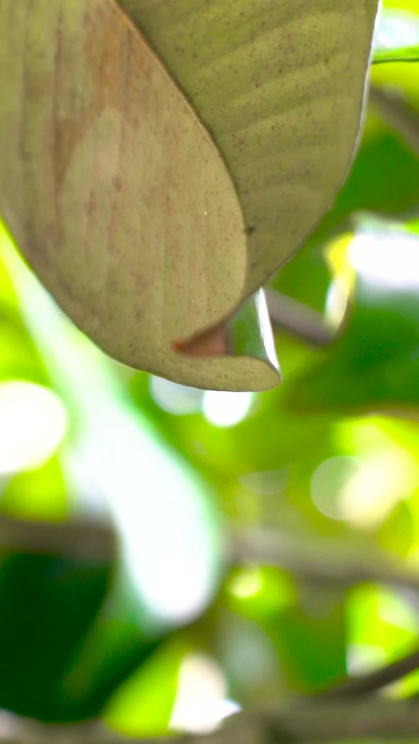 泰国山竹幼果收集水果视频的预览图