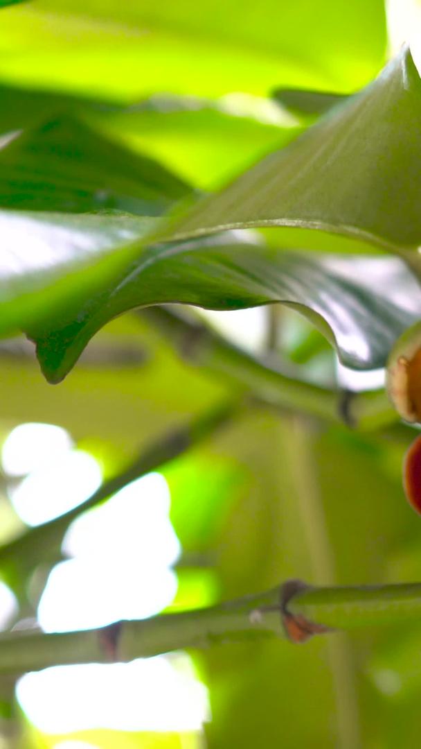 泰国山竹幼果收集水果视频的预览图