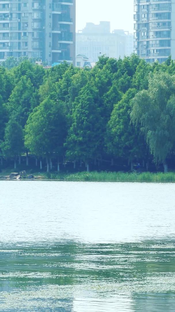 公园湖泊人工湖公园景观湖水养护视频的预览图