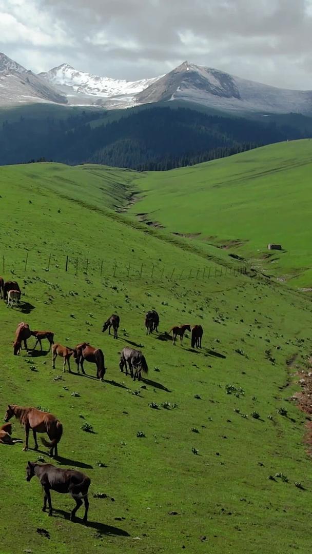 天山山脉雪山下的牧场马群视频视频的预览图