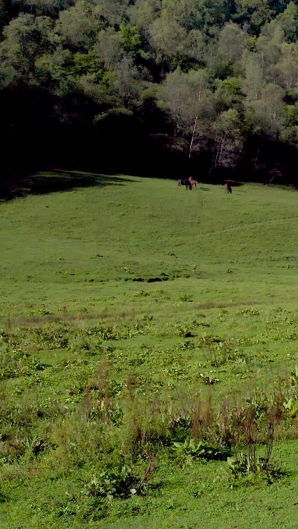 牧场养马航拍视频的预览图