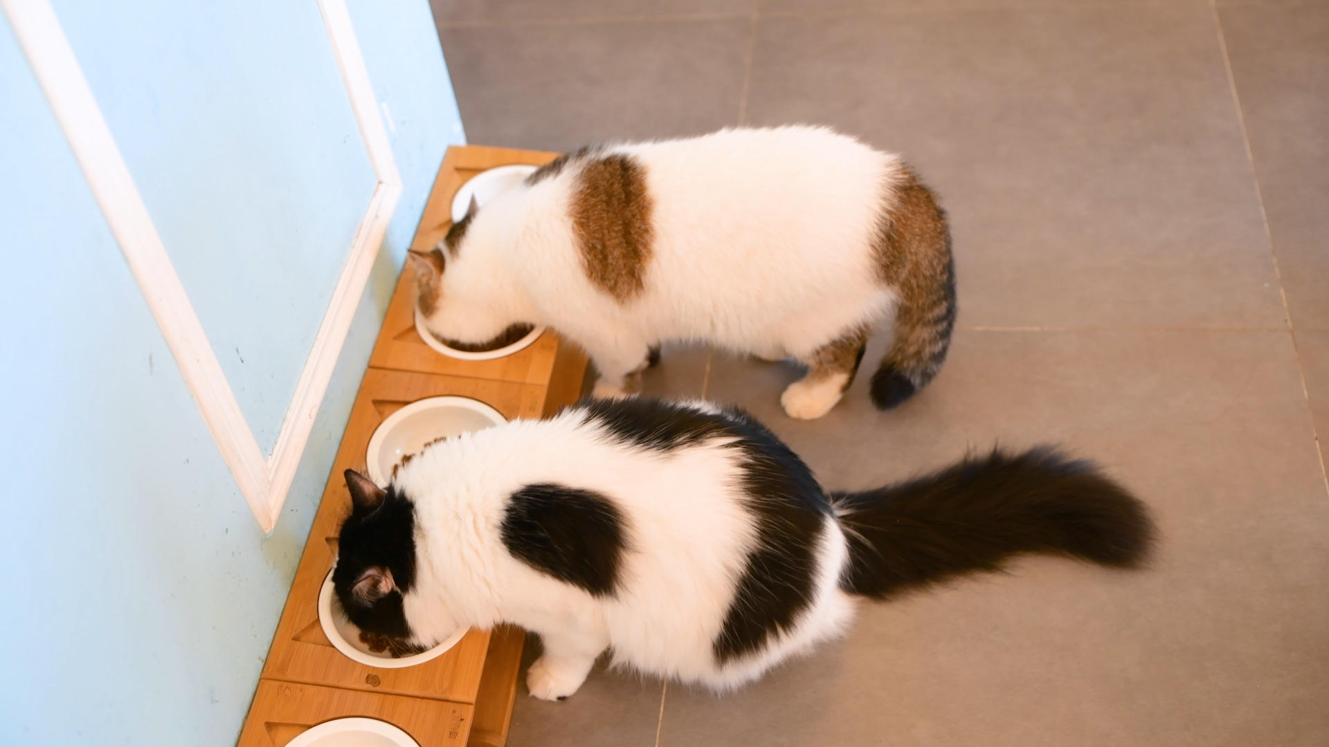 4k两只猫正在吃东西视频的预览图