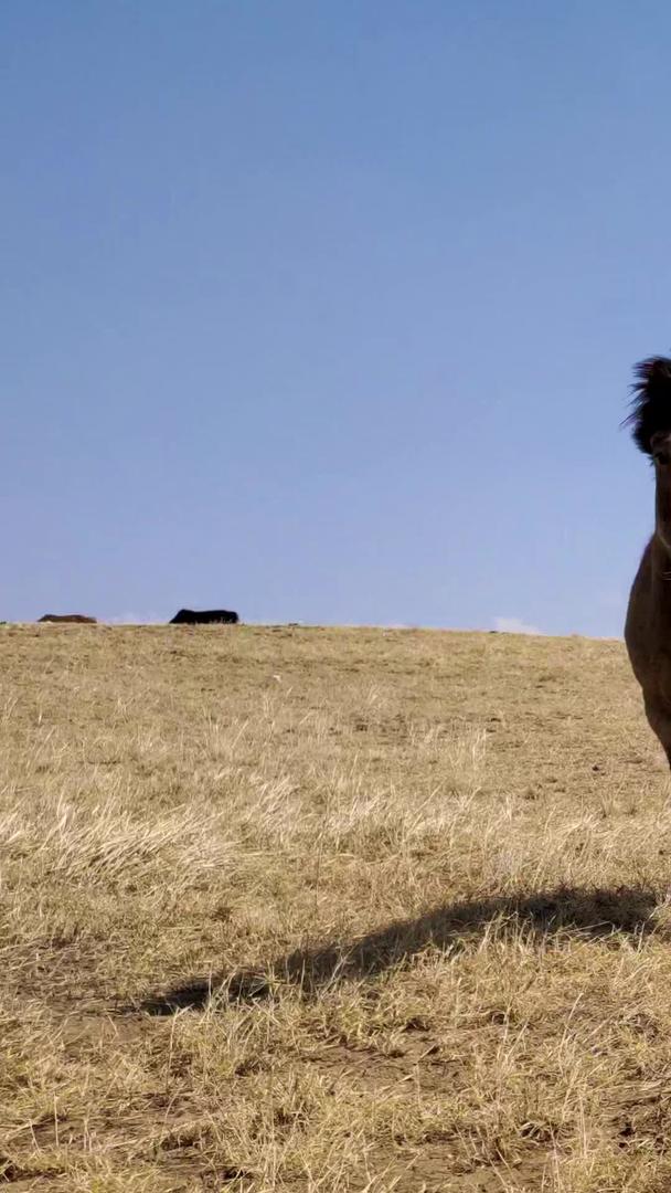 在鄂尔多斯大草原上拍摄马群悠闲地吃草视频的预览图