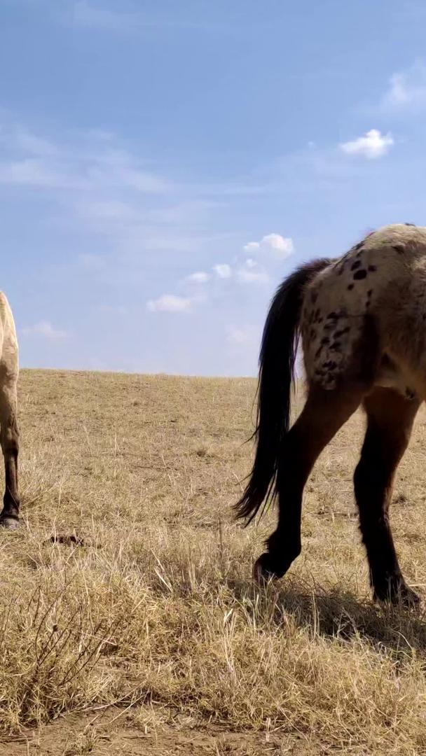 在鄂尔多斯大草原上拍摄马群悠闲地吃草视频的预览图