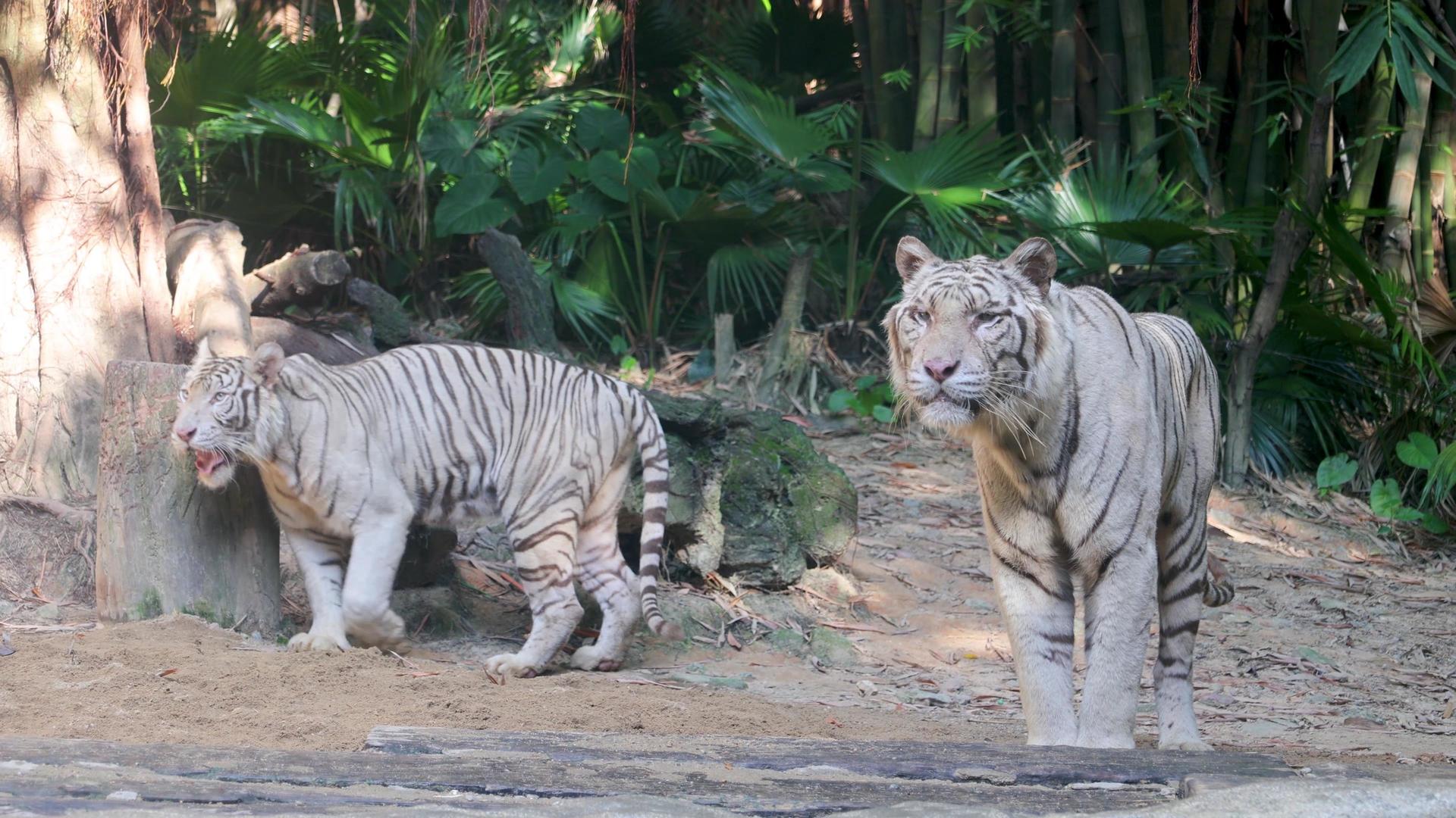 4K虎年动物园动物猛兽老虎白虎视频的预览图