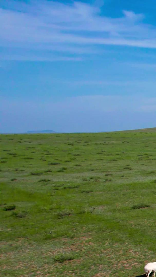 5k航拍蓝天下美丽的草原上慢慢移动的羊群视频的预览图