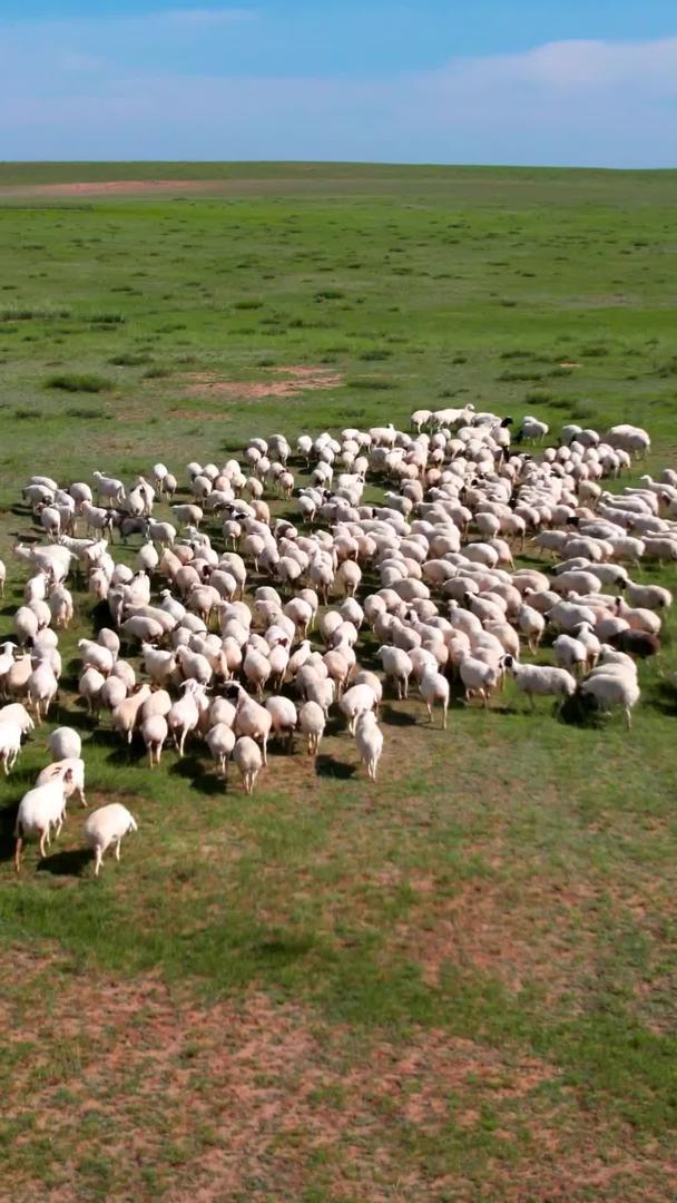 5k航拍蓝天下美丽的草原上慢慢移动的羊群视频的预览图