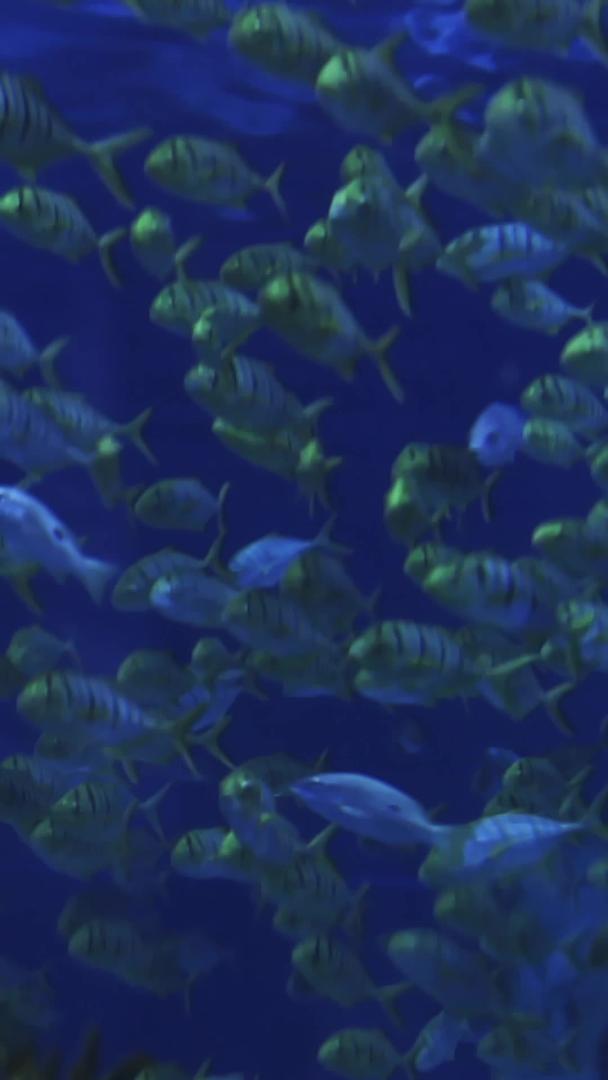 梦幻鱼群在海洋馆里视频的预览图