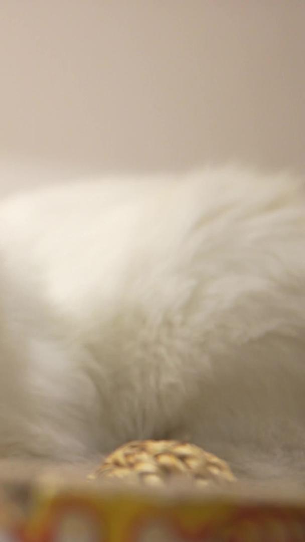 宠物猫布偶折耳猫视频的预览图