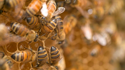 蜜蜂高速摄影视频的预览图