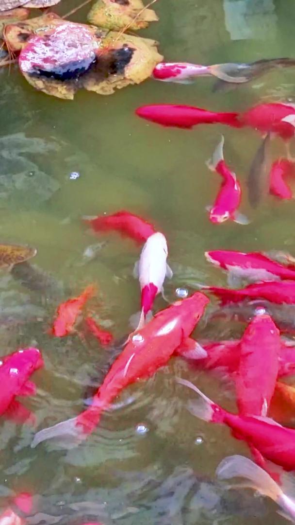 池塘里快乐游说的鱼群视频的预览图