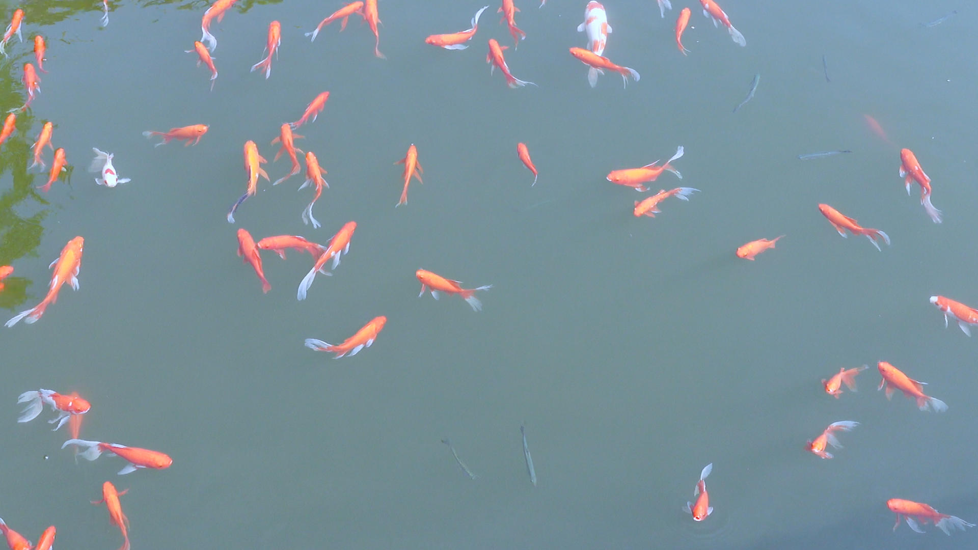 公园鱼塘水池景观鱼4k素材视频的预览图