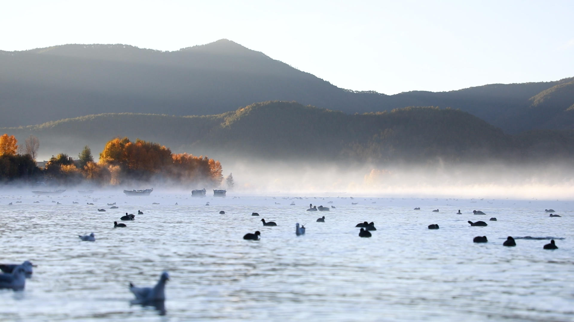丽江泸沽湖清晨海鸥嘻戏休闲旅游胜地视频的预览图