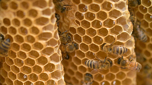 蜂蜜蜂巢视频的预览图