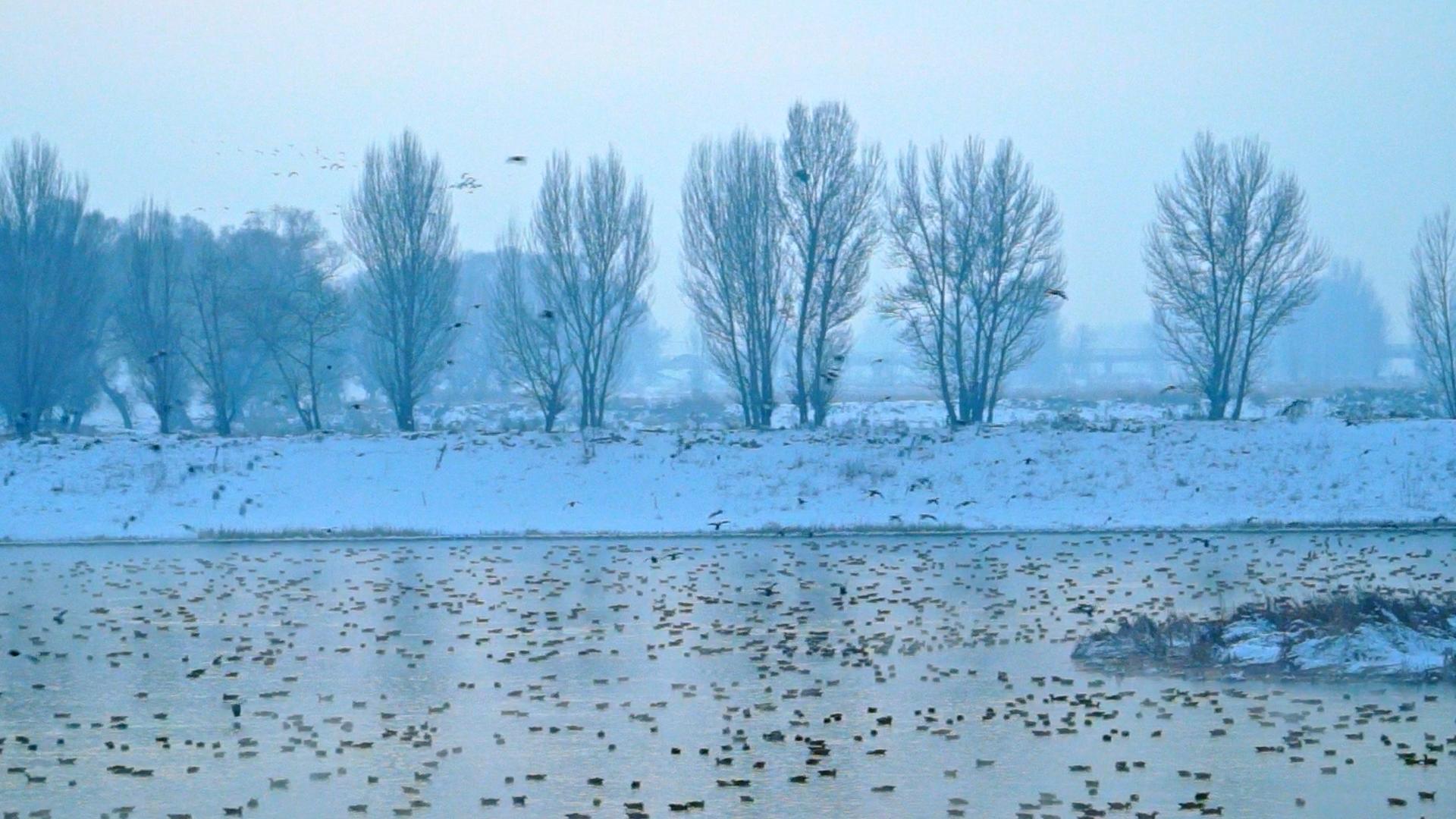 冬天冰雪赤麻鸭飞翔景观视频的预览图