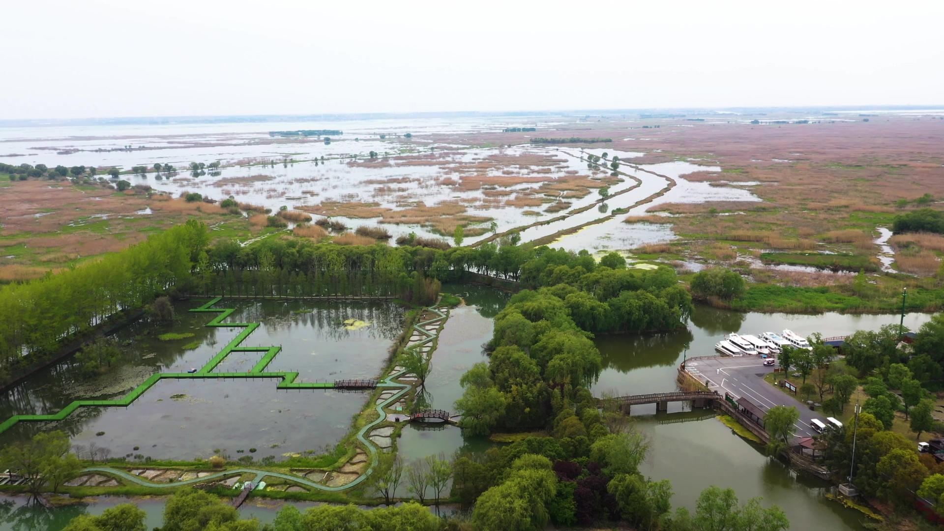 航拍5A景区洪泽湖湿地自然保护区景点水生植物园视频视频的预览图