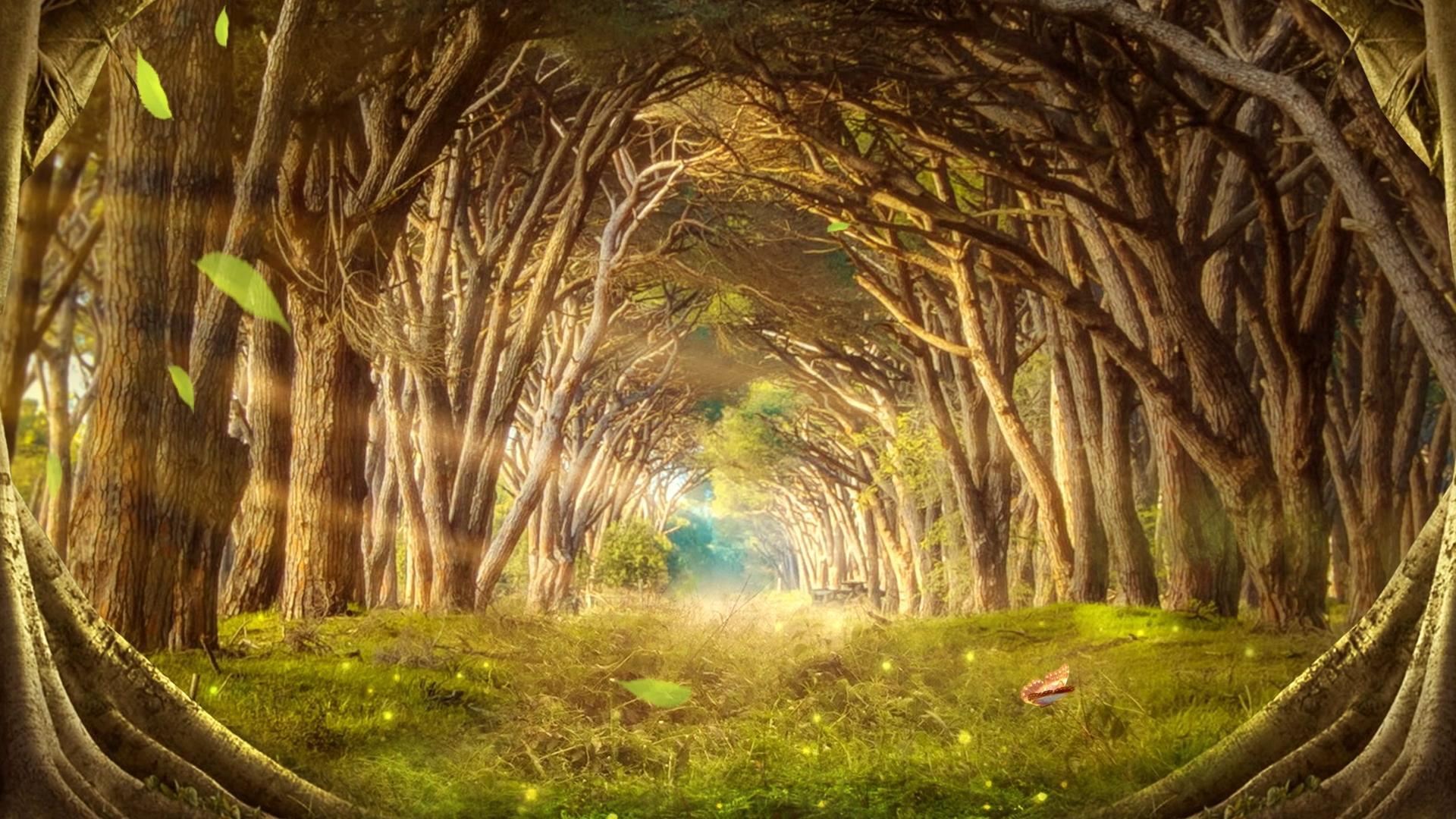唯美动态阳光照射森林道路背景视频元素视频的预览图