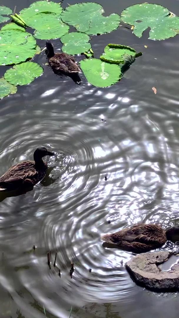 鸭群游泳视频的预览图