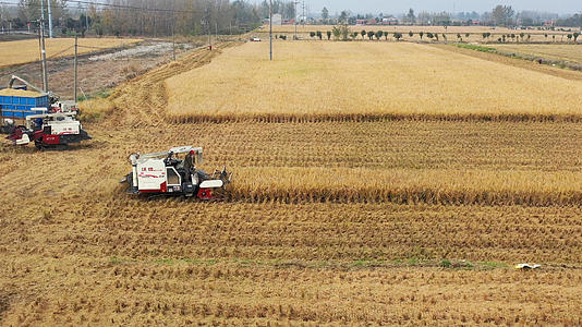 秋季金黄色的稻田及忙碌的收割机视频的预览图