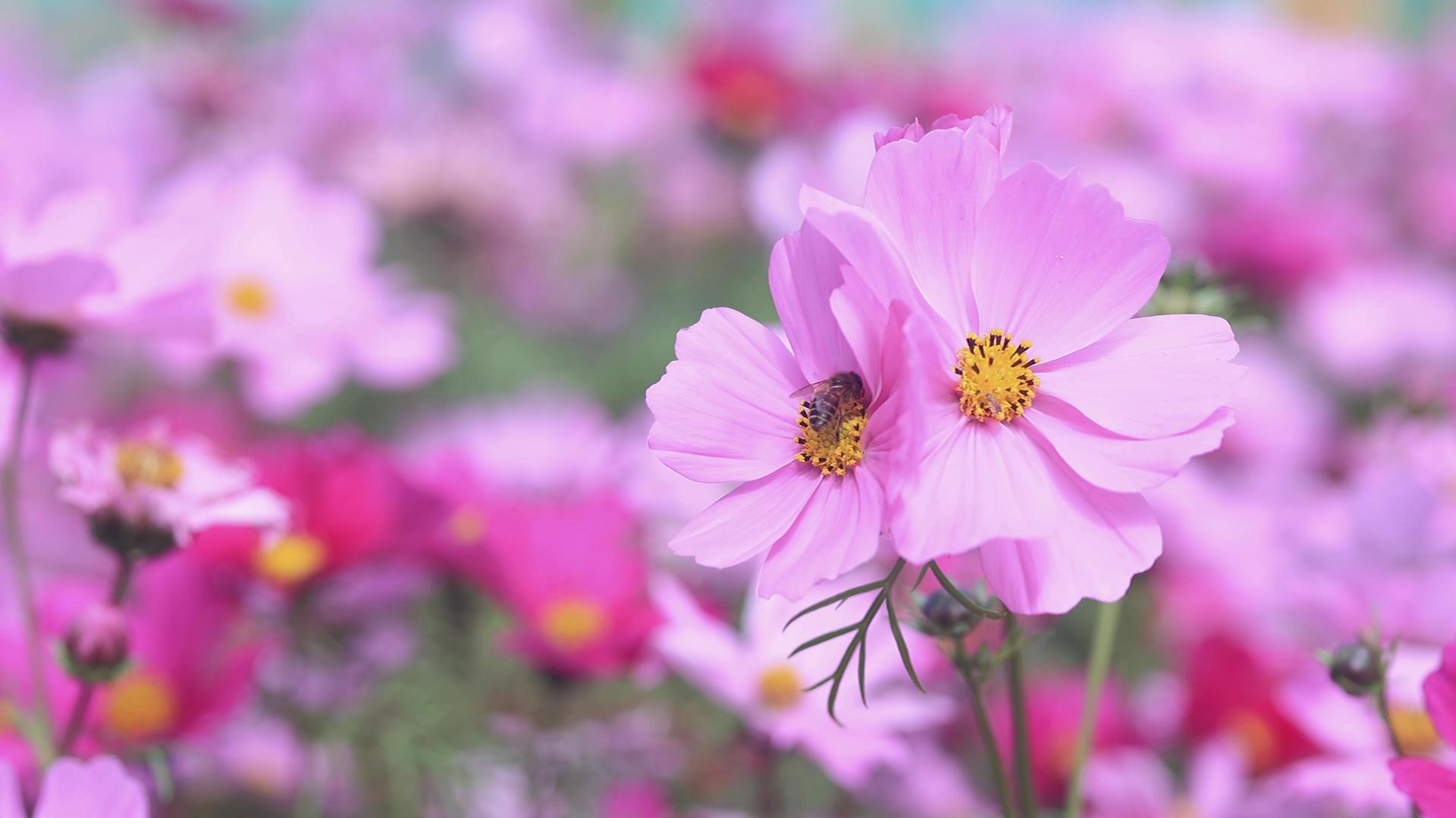4K春暖花开格桑花蜜蜂小蜜蜂视频的预览图