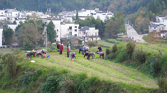 江西婺源乡村古村落前耕地劳作的农民4k素材视频的预览图