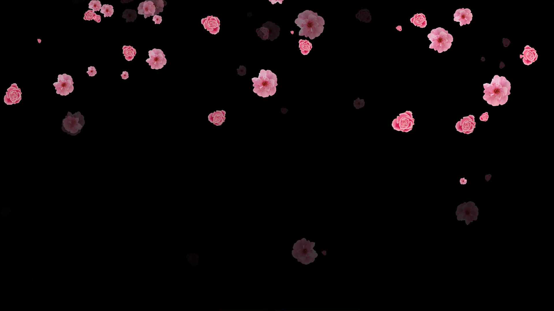 4K粉红色花瓣飘落动画元素带通道视频的预览图