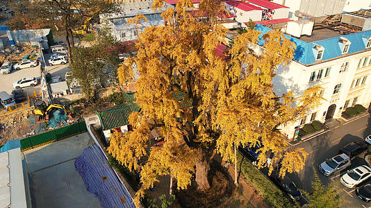 航拍500年金黄色古银杏树旅游地标4k素材视频的预览图
