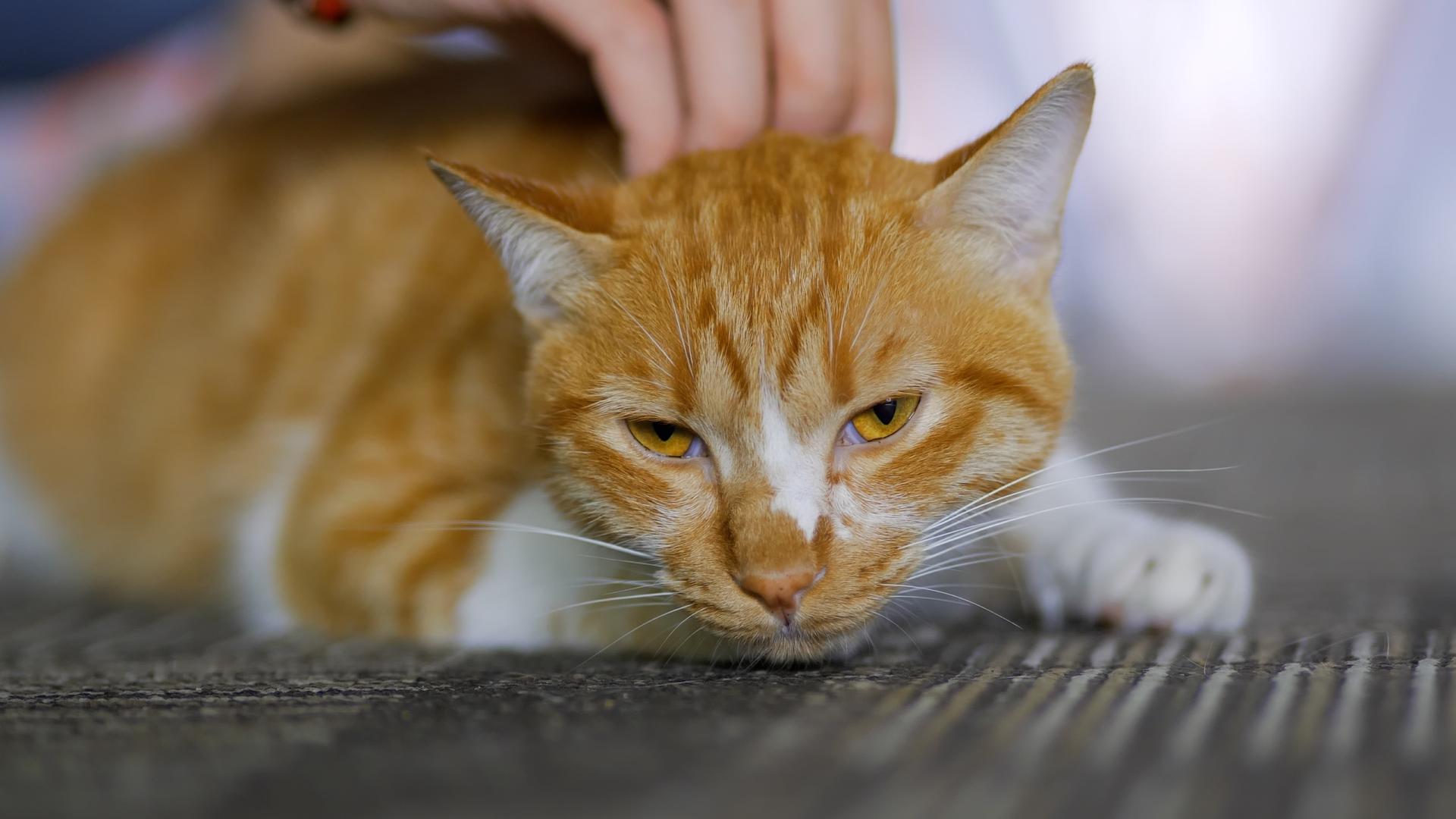 抚摸猫咪撸猫橘猫视频慢动作视频的预览图