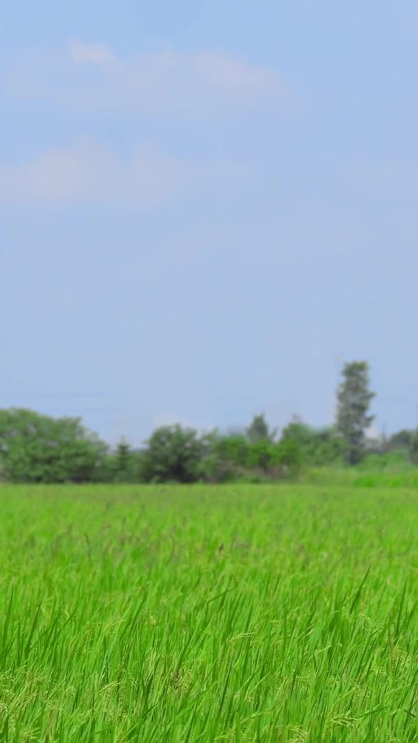 生长的水稻视频的预览图