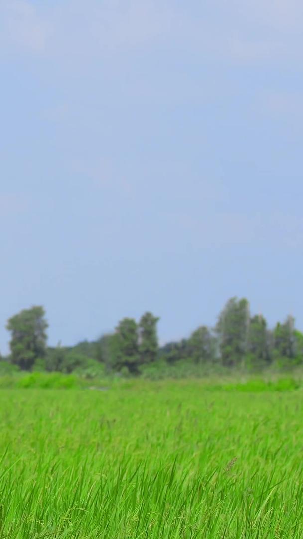 生长的水稻视频的预览图