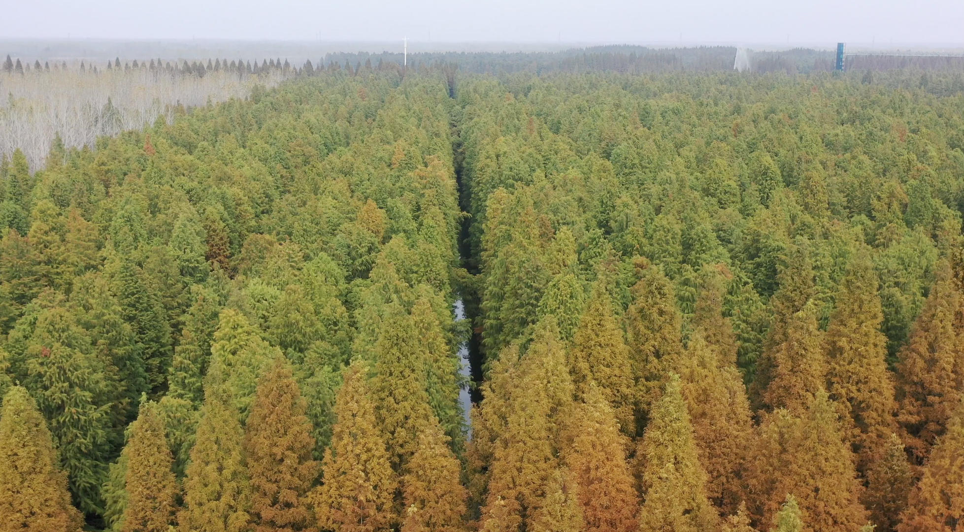 江苏淮安金湖水上森林视频的预览图