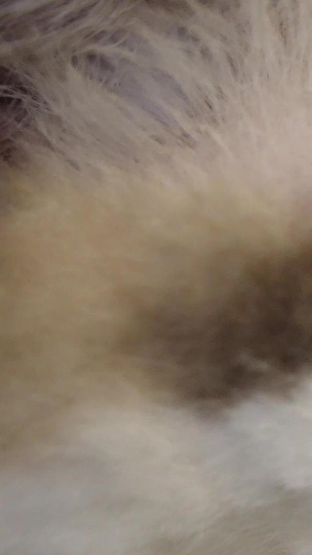 慢镜头升级拍摄素材微距宠物猫咪可爱动物视频的预览图