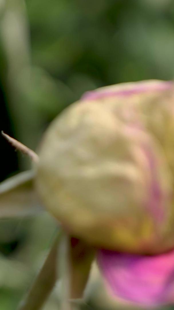冬季实拍枯萎的花朵视频素材视频的预览图