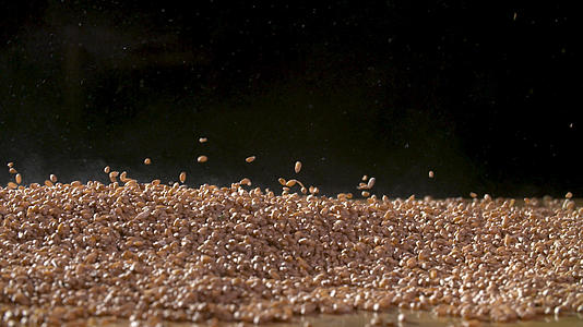 小麦种子高速摄影视频的预览图
