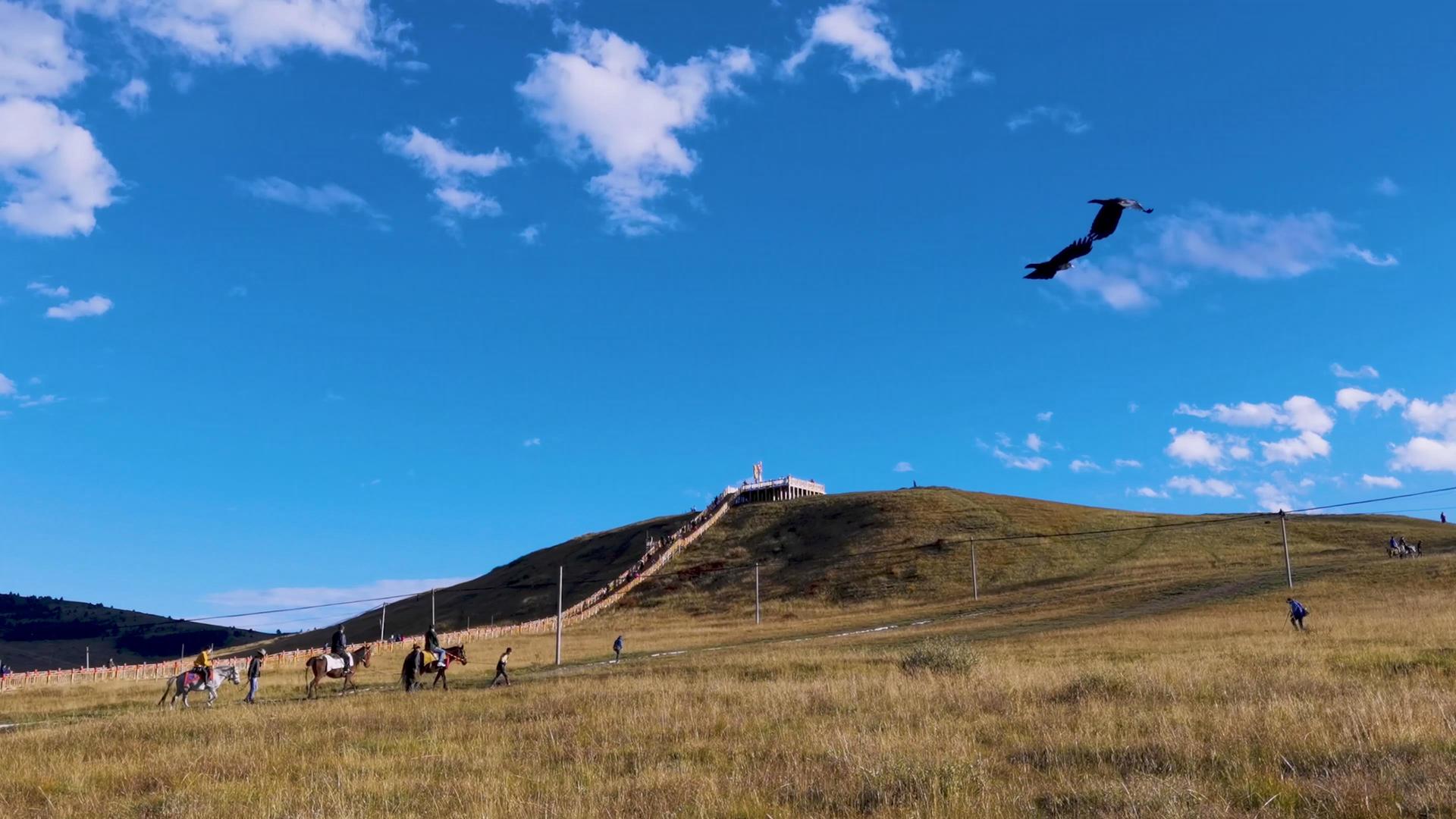 蓝天白云下塔公草原上的马队视频的预览图