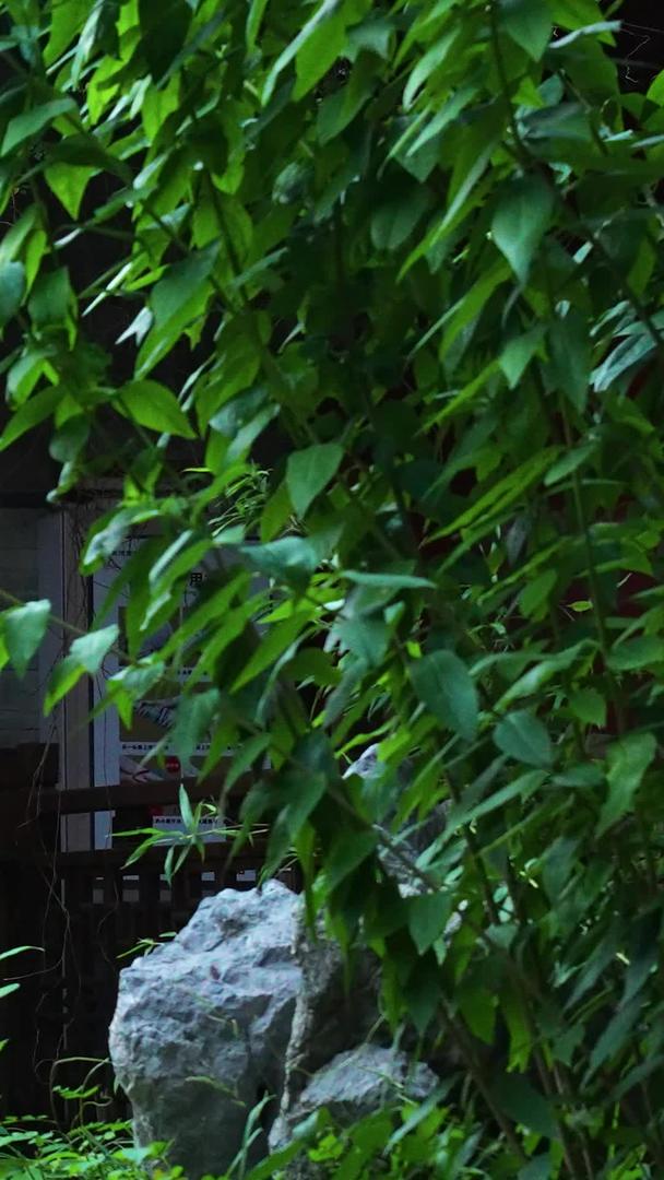 城市中式餐厅花园后院花草树木素材视频的预览图
