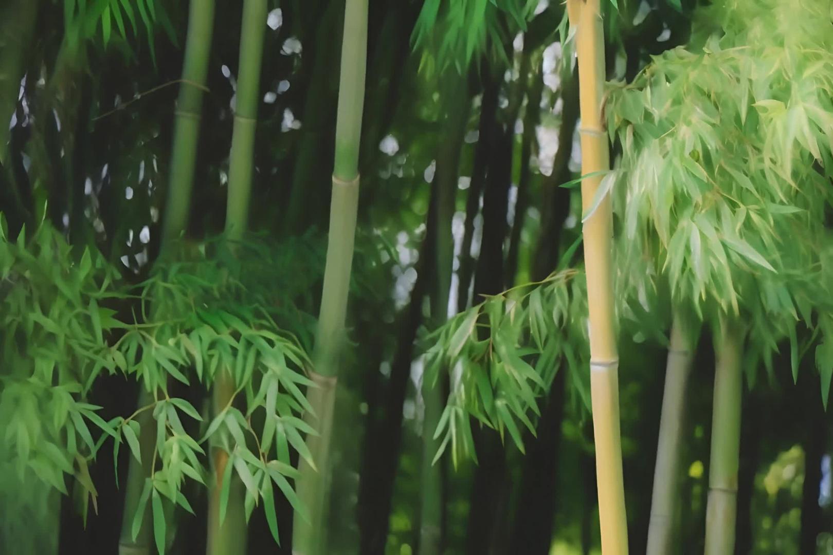 竹林的绿叶充满了自然风光视频的预览图