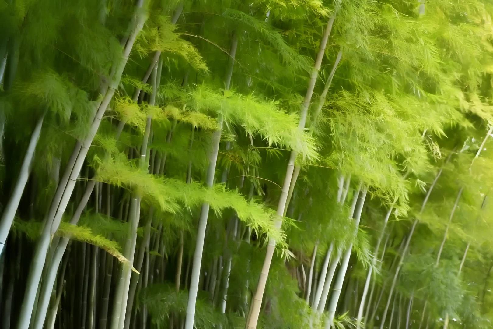 竹林风景绿色植物视频的预览图
