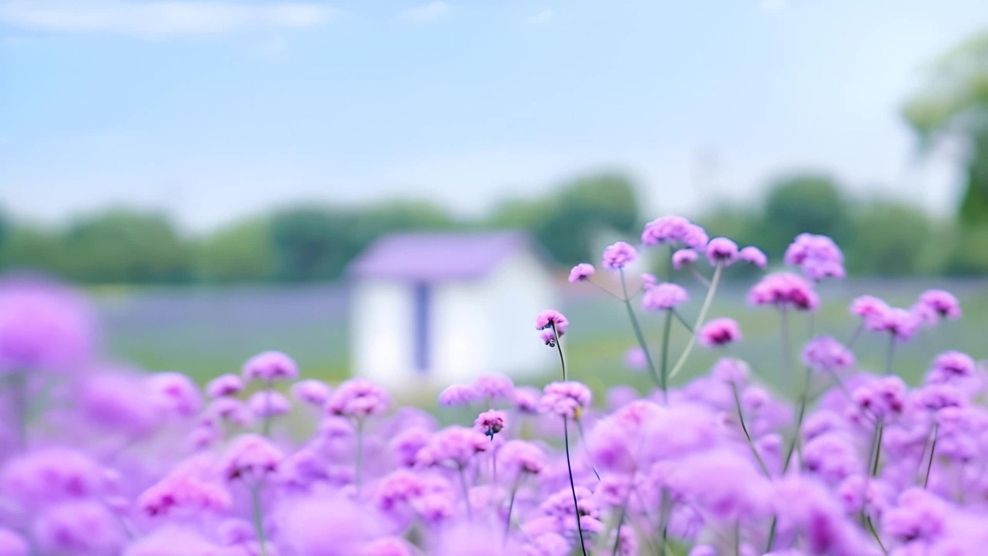 小清新的紫色花海风景视频的预览图