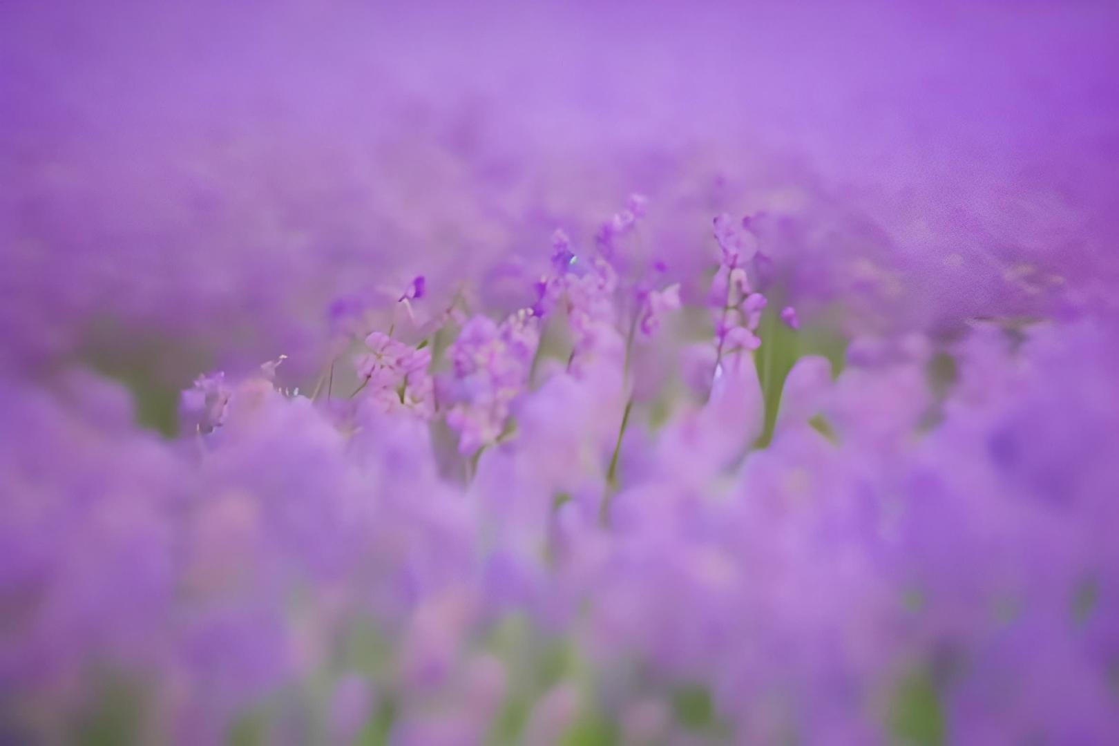 紫色浪漫薰衣草视频的预览图