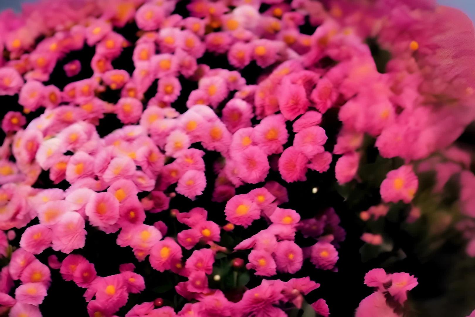 菊花园里的花团锦簇视频的预览图